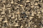 Knot